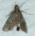 Cacotherapia flexilinealis - Hodges#5642