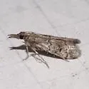 Cacotherapia flexilinealis - Hodges#5642 - photo 2