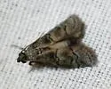 Cacotherapia flexilinealis - Hodges#5642 - photo 4