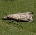 Cacotherapia interalbicalis - Hodges#5635