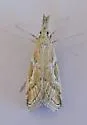 Cacotherapia interalbicalis - Hodges#5635 - photo 3