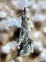 Cacotherapia interalbicalis - Hodges#5635 - photo 4