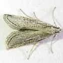 Cacotherapia leucocope - Hodges#5643