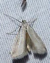 Cacotherapia leucocope - Hodges#5643 - photo 3