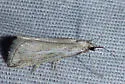 Cacotherapia leucocope - Hodges#5643 - photo 4