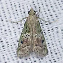 Cacotherapia unipuncta - Hodges#5639