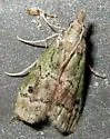 Cacotherapia unipuncta - Hodges#5639 - photo 2