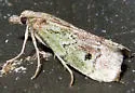 Cacotherapia unipuncta - Hodges#5639 - photo 3