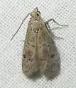 Cacotherapia unipuncta - Hodges#5639 - photo 4