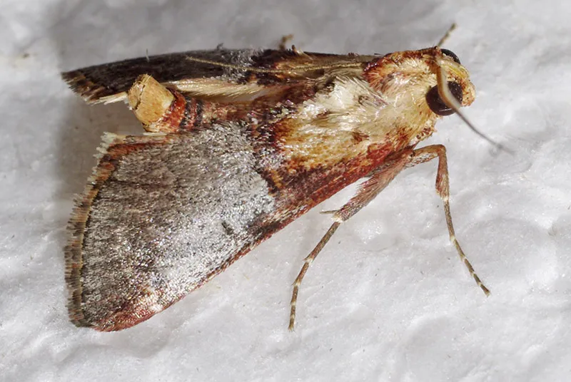 Yellow-based Cacozelia - Hodges#5580 - photo 2