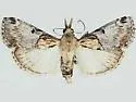 Cacozelia elegans - Hodges#5587