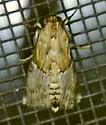 Cacozelia elegans - Hodges#5587 - photo 4