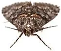 Cacozelia interruptella - Hodges#5586 - photo 2