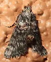 Cacozelia interruptella - Hodges#5586 - photo 3