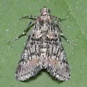 Cacozelia interruptella - Hodges#5586 - photo 4