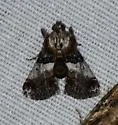 Cacozelia pemphusalis - Hodges#5578 - photo 2