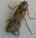 Cactus Moth - Hodges#5970.1