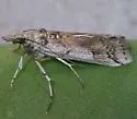 Cactus Moth - Hodges#5970.1 - photo 5