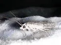 Blue Cactus Borer - Hodges#5989