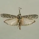 Blue Cactus Borer - Hodges#5989 - photo 2