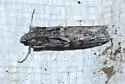 Blue Cactus Borer - Hodges#5989 - photo 3