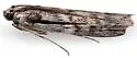 Blue Cactus Borer - Hodges#5989 - photo 4