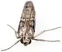 Blue Cactus Borer - Hodges#5989 - photo 5