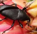 Cactophagus spinolae - photo 2