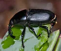 Cactophagus spinolae - photo 3