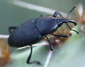 Cactophagus spinolae - photo 4