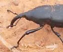 Cactophagus spinolae - photo 5