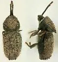 Cactopinus desertus