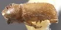Cactopinus rhois - photo 2