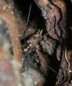 Caddo agilis