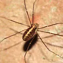 Caddo agilis - photo 2