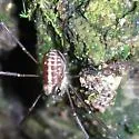 Caddo agilis - photo 3
