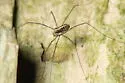 Caddo agilis - photo 4