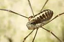 Caddo agilis - photo 5