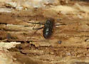 Caddo pepperella - photo 2