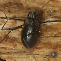 Caddo pepperella - photo 3