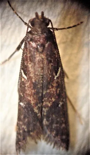 Cadmogenes literata - Cadmogenes literata