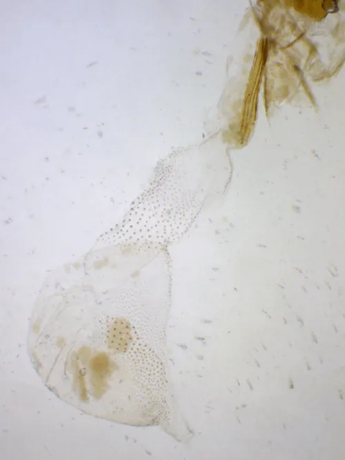 Dried Currant Moth - photo 2