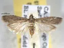 Raisin moth - Hodges#6023