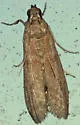 Raisin moth - Hodges#6023 - photo 2