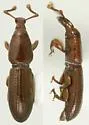 Caecossonus dentipes - Caecossonus dentipes