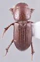 Caelius humeralis