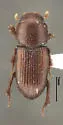 Caelius humeralis - photo 3