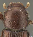Caelius humeralis - photo 4