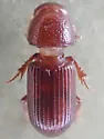 Caelius rufescens