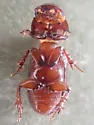 Caelius rufescens - photo 2